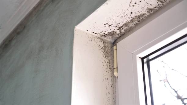 Best Bathroom Mold Remediation in Scott Af, IL