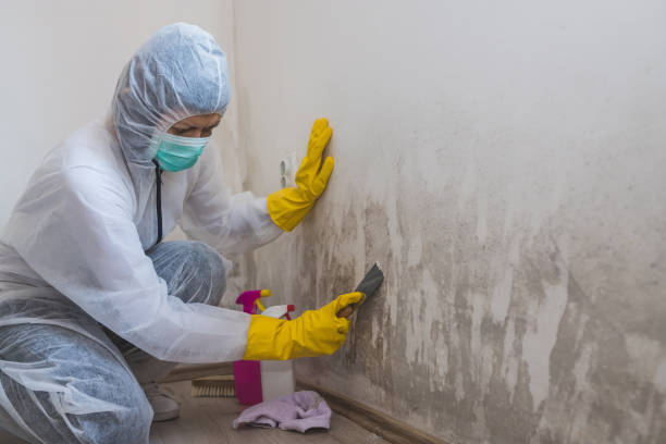 Trusted Scott Af, IL Mold Remediation Experts