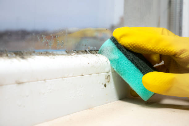 Best Residential Mold Remediation in Scott Af, IL