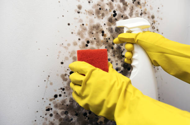 Best Localized Mold Remediation (e.g., coastal areas, humid climates) in Scott Af, IL