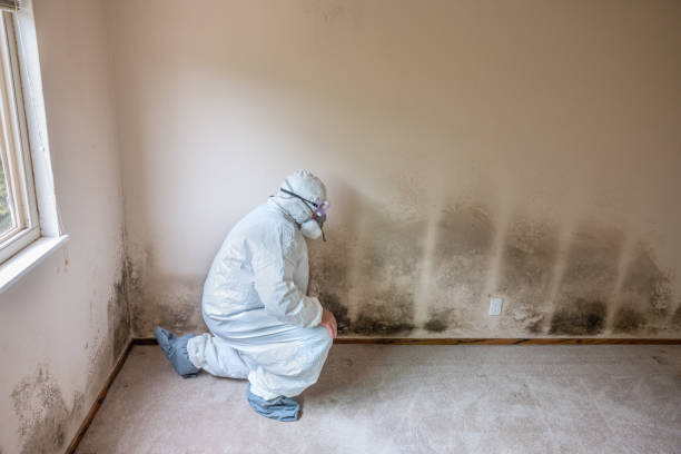 Best Attic Mold Remediation in Scott Af, IL