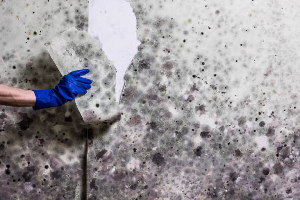 Best Black Mold Remediation in Scott Af, IL