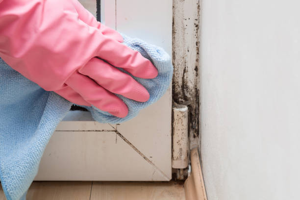 Best White Mold Remediation in Scott Af, IL