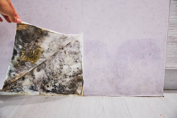 Best Insurance-Related Mold Remediation in Scott Af, IL